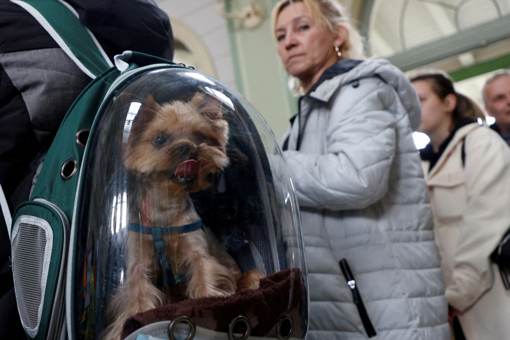 Noteikta kārtība, kādā bēgļi no Ukrainas reģistrē mājdzīvniekus