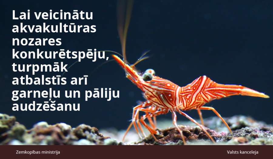 Varēs saņemt atbalstu garneļu audzēšanai