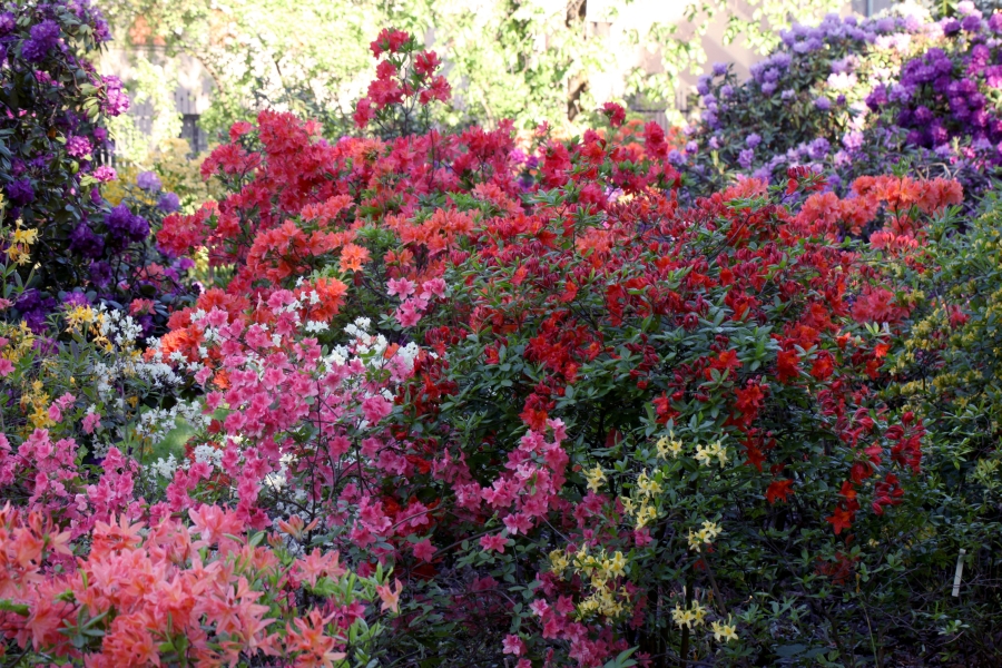 Latvijas Universitates Botaniskaja Darza Pilna Plaukuma Zied