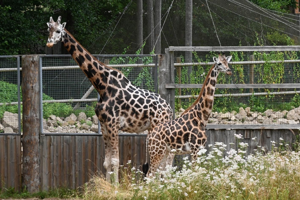 Sveicam dzimšanas dienā žirafes Vakiliju un Kimi