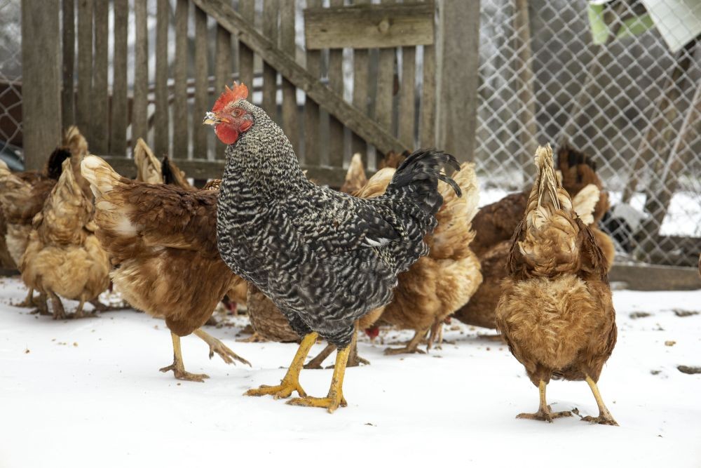 Vistām Jaunpils pagastā konstatēta augsti patogēnā putnu gripa 