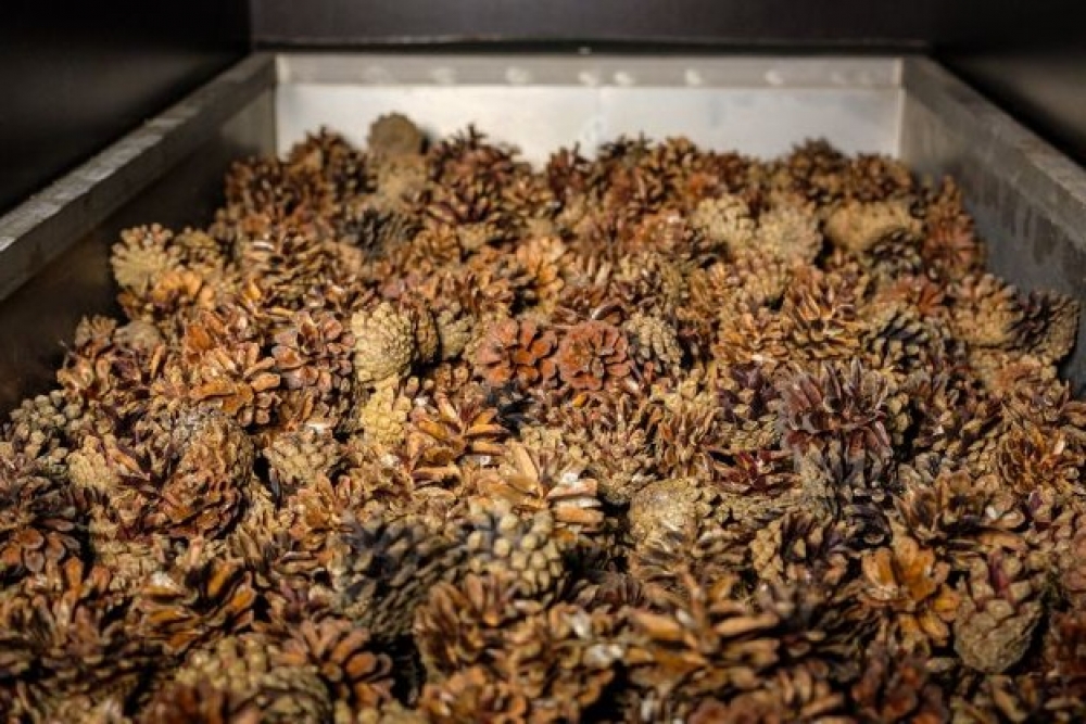 LVM sēklu plantācijās ievāc čiekuru ražu