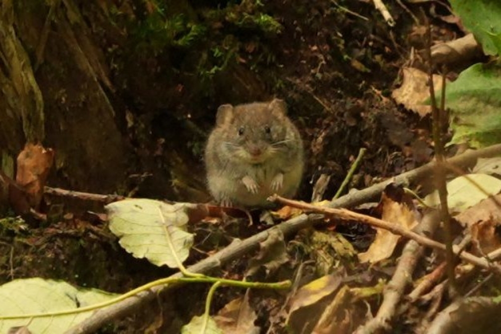 Latvijas mežos bieži sastopamais grauzējs