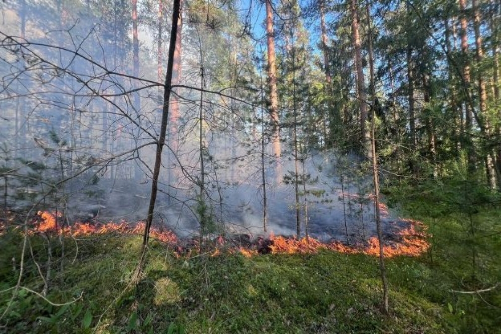 Latvijas valsts mežos šogad mazākie uguns postījumi pēdējo 25 gadu laikā