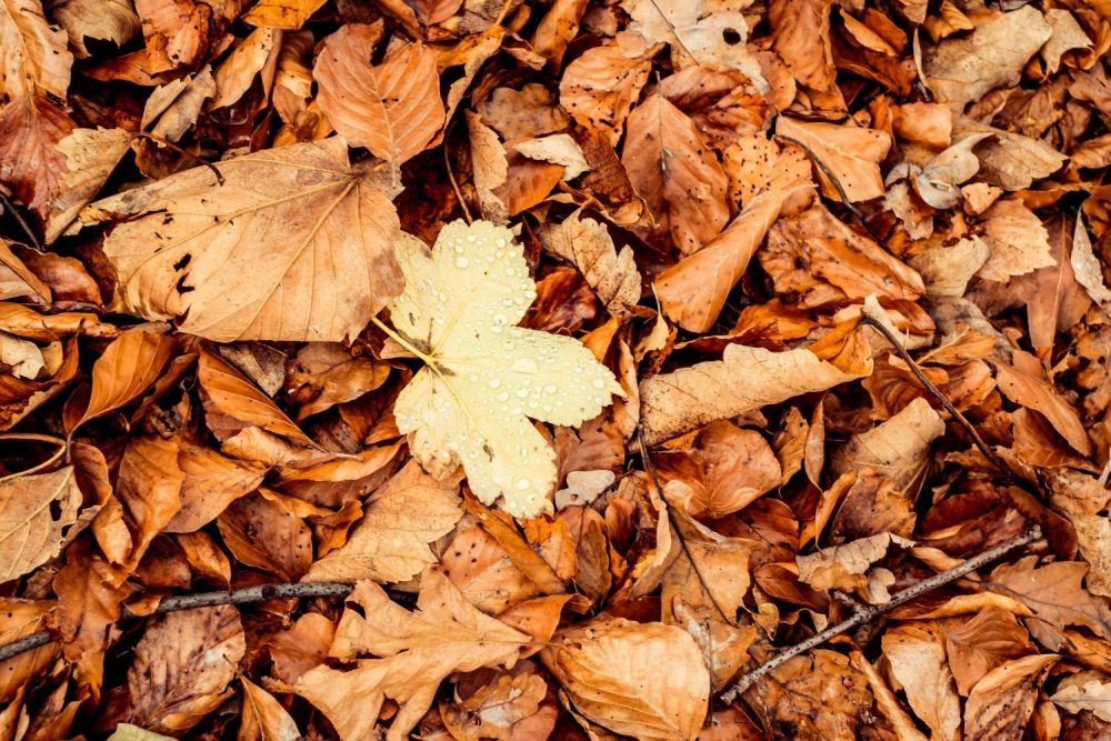 No 1. novembra rīdzinieki varēs nodot savāktās rudens lapas