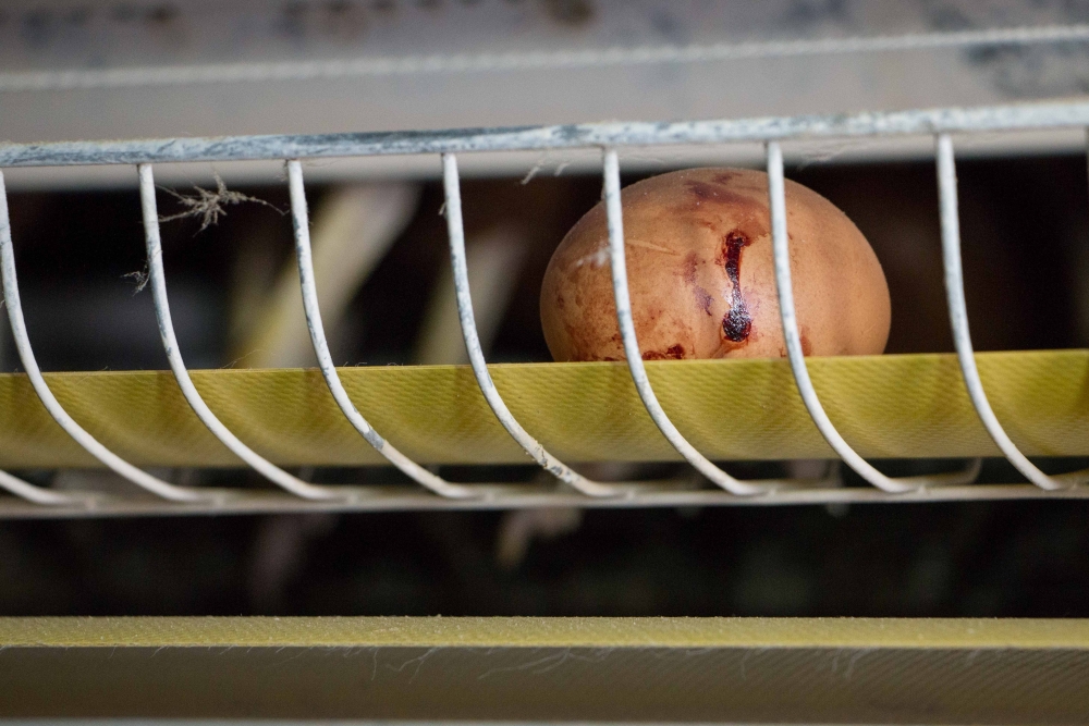 Piekrāpti pircēji – Alūksnes putnu ferma sprostos dētas olas pārdod kā “kūtī dētas”