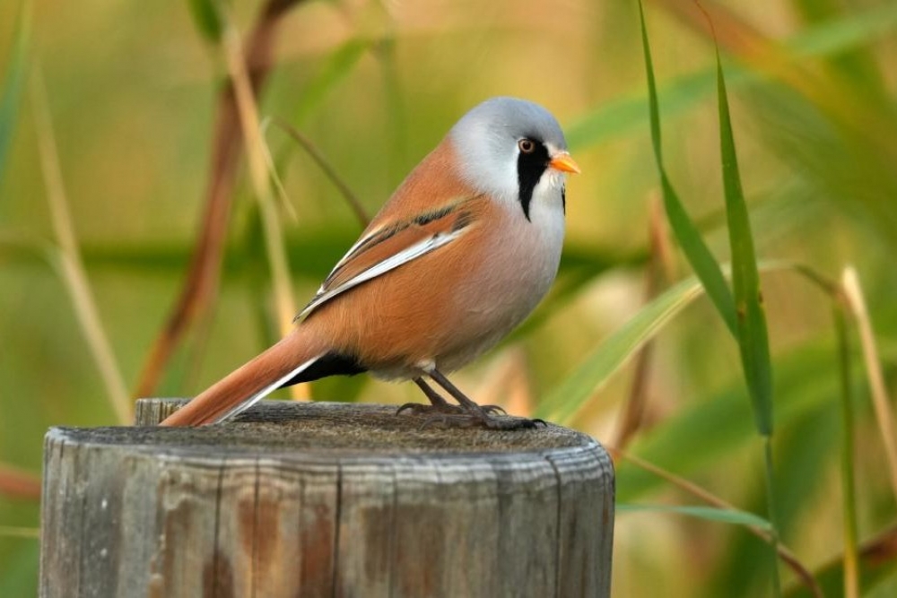 Dabas muzejs aicina piedalīties fotokonkursā “Mans putns 2026”