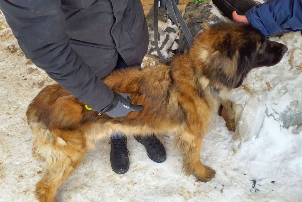 PVD Dāviņu pagastā izņēmis 15 suņus un trīs kaķus