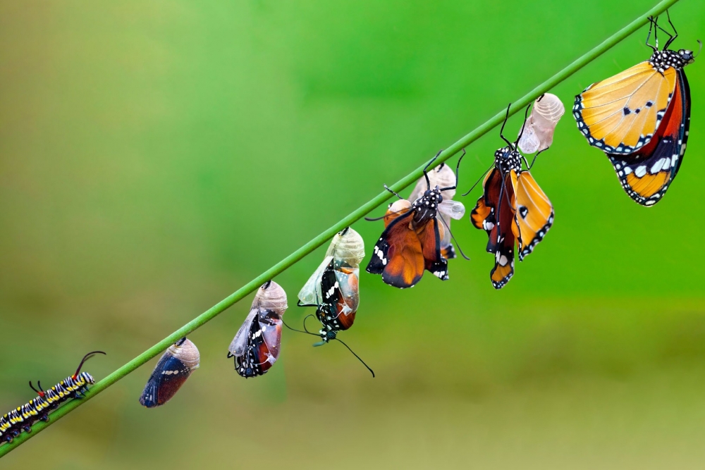 Dabas muzejā notiks “Ģimenes diena par metamorfozi”