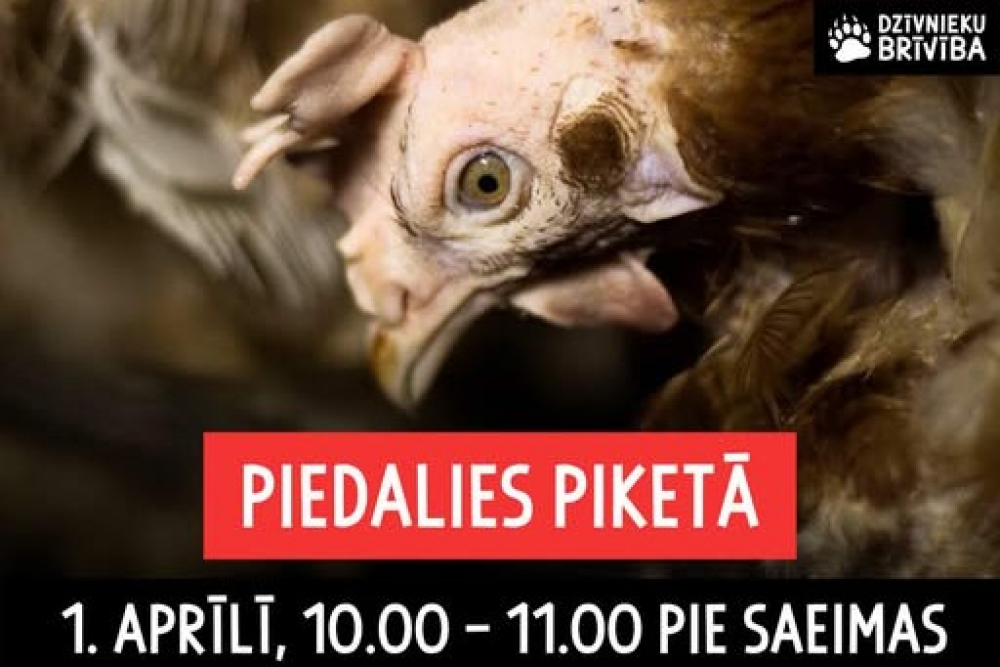 Pie Saeimas trešdien notiks pikets, aicinot Latvijā aizliegt vistu sprostus