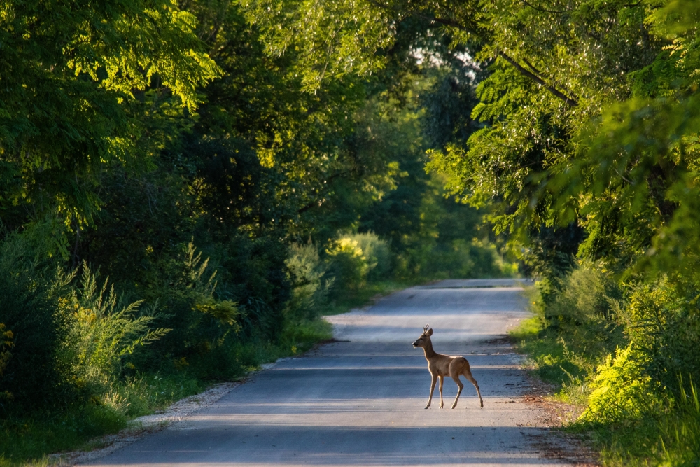 Kā rīkoties, ja uz ceļa notikusi sadursme ar savvaļas dzīvnieku