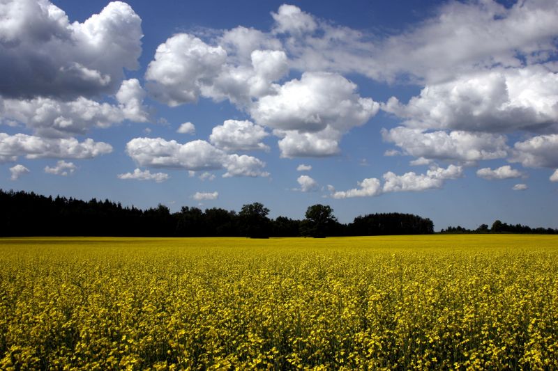 Biodegvielas ražotāji pie 