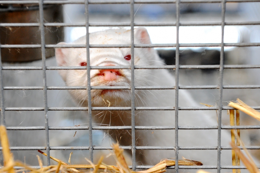 Likumprojekts dzīvnieku audzēšanas aizliegumam kažokādu ieguvei. Saeima šonedēļ