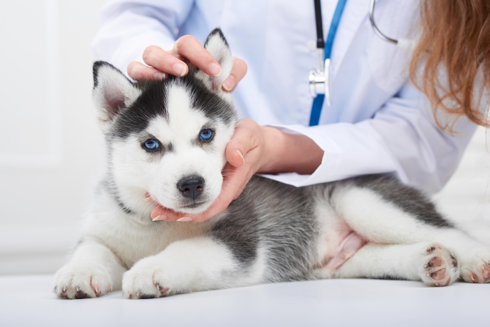 Suņu pirmreizējo reģistrāciju veiks tikai veterinārārsti 