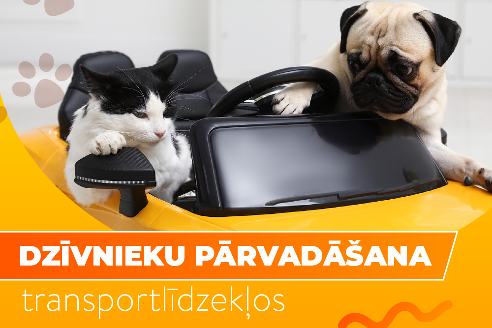 Jauna kārtība dzīvnieku pārvadāšanai transportlīdzekļos 